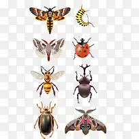 卡通昆虫-空若网 卡通昆虫-空若网