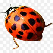 ��ͨ��ɫ����ư��-������