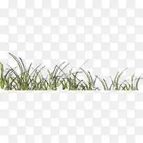 草丛-空若网 草丛-空若网