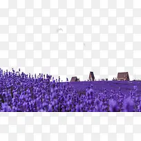 薰衣草属植物-空若网 薰衣草属植物-空若网