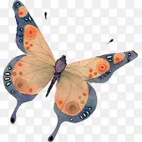 蝴蝶-空若网 蝴蝶-空若网