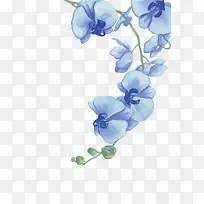 矢量兰花-空若网 矢量兰花-空若网