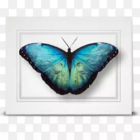 蝴蝶昆虫-空若网 蝴蝶昆虫-空若网