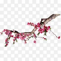 梅花-空若网 梅花-空若网