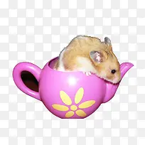 杯子里可爱的小仓鼠-空若网 杯子里可爱的小仓鼠-空若网