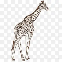 手绘动物-空若网 手绘动物-空若网