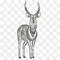 手绘动物-空若网 手绘动物-空若网