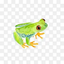 水彩青蛙-空若网 水彩青蛙-空若网