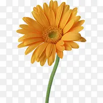 花卉背景素材植物花卉素材 洋甘-空若网 花卉背景素材植物花卉素材 洋甘-空若网