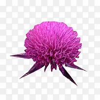 �̼��ݻ���ͼƬ�ز�-������