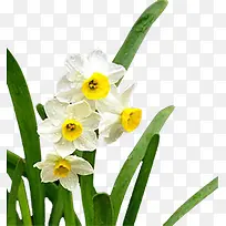 开花的水仙花背景素材-空若网 开花的水仙花背景素材-空若网