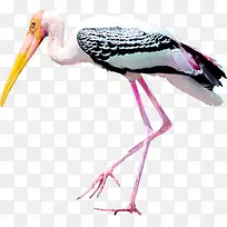 丹顶鹤动物-空若网 丹顶鹤动物-空若网