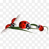 手绘甲壳虫-空若网 手绘甲壳虫-空若网