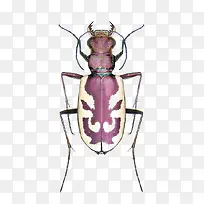 ��ͨ�׿ǳ�-������