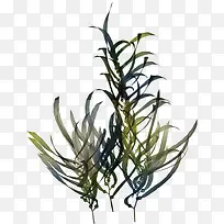 好看的草-空若网 好看的草-空若网