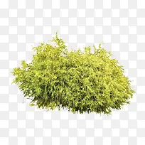 灌木乱草-空若网 灌木乱草-空若网