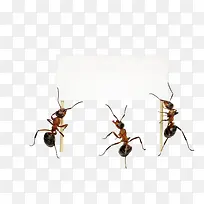 蚂蚁标签素材-空若网 蚂蚁标签素材-空若网