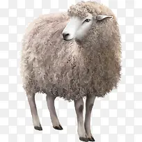 矢量小绵羊-空若网 矢量小绵羊-空若网