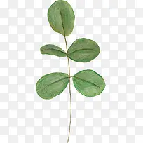 �ֻ���Ҷ-������