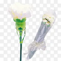 白色康乃馨-空若网 白色康乃馨-空若网