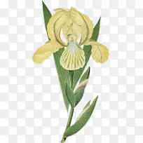 ������ư滭����ֲ��廭-������Ů-������