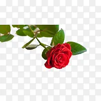 红色玫瑰花摄影图片素材-空若网 红色玫瑰花摄影图片素材-空若网