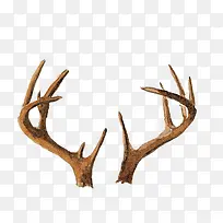 Ê÷Ö¦-¿ÕÈôÍø Ê÷Ö¦-¿ÕÈôÍø