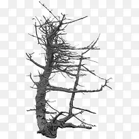 枯木树枝PNG素材07-空若网 枯木树枝PNG素材07-空若网