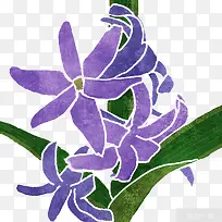 风信子插画-空若网 风信子插画-空若网