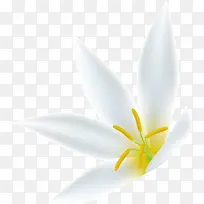 纯洁白色栀子花-空若网 纯洁白色栀子花-空若网