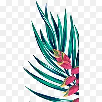 ˮ�ʻ�ֲ����Ҷ����-������