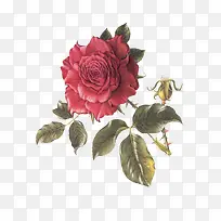 旧插画花-空若网 旧插画花-空若网