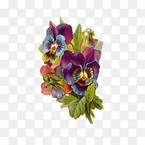 旧插画花-空若网 旧插画花-空若网