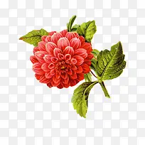 旧插画花-空若网 旧插画花-空若网