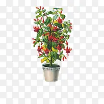 旧插画花-空若网 旧插画花-空若网