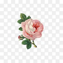 花卉元素-空若网 花卉元素-空若网