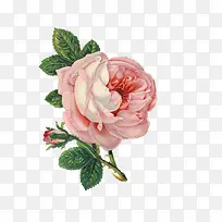 旧插画花-空若网 旧插画花-空若网