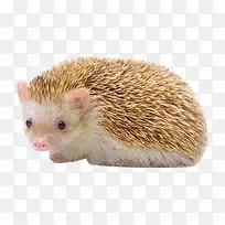 可爱刺猬-空若网 可爱刺猬-空若网