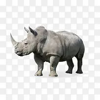 哺乳类犀科动物-空若网 哺乳类犀科动物-空若网