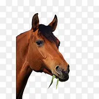 ���Բ�-������