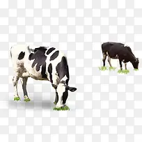 �ڳԲݵ���ţ-������