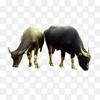 吃草的牛-空若网 吃草的牛-空若网