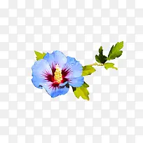 黄色花心的树枝上的蓝色花-空若网 黄色花心的树枝上的蓝色花-空若网