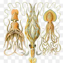 �ֻ�ī��-������