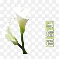 ��ɫ������-������