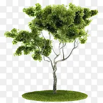 Ê÷-¿ÕÈôÍø Ê÷-¿ÕÈôÍø