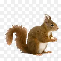 手绘素材手绘动物素材-空若网 手绘素材手绘动物素材-空若网