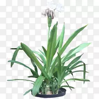 热带紫草开花植物热带植物-空若网 热带紫草开花植物热带植物-空若网