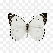 ��ɫ����-������