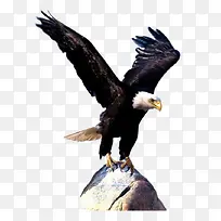 老鹰展翅-空若网 老鹰展翅-空若网
